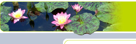 Profi-Teichfolien für den Landschafts- und Wassergartenbau